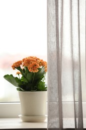 Photo of Beautiful kalanchoe flower in pot on windowsill