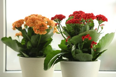 Photo of Different beautiful kalanchoe flowers in pots near window, closeup