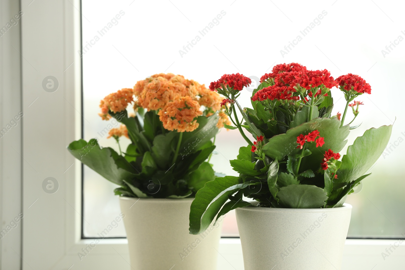 Photo of Different beautiful kalanchoe flowers in pots near window