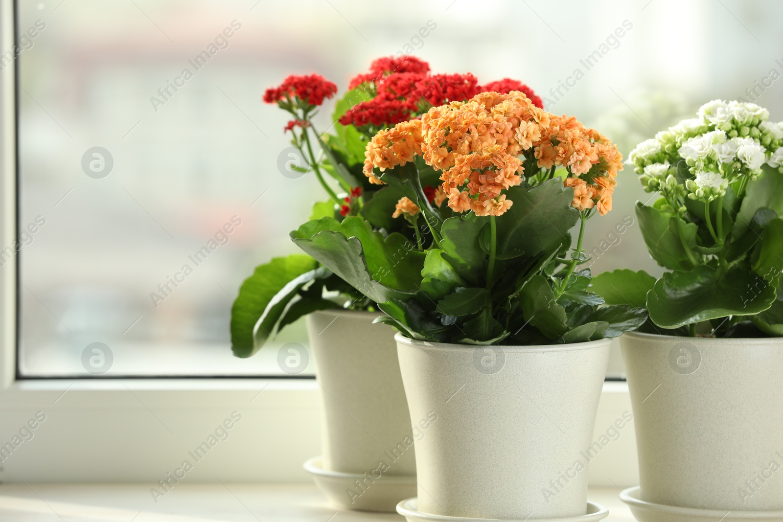 Photo of Different beautiful kalanchoe flowers in pots on windowsill, space for text