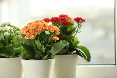 Photo of Different beautiful kalanchoe flowers in pots near window, space for text