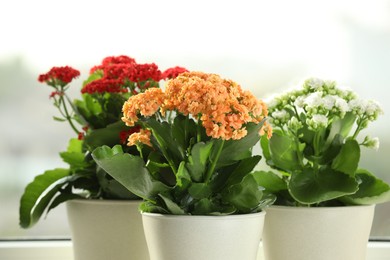 Photo of Different beautiful kalanchoe flowers in pots near window, closeup