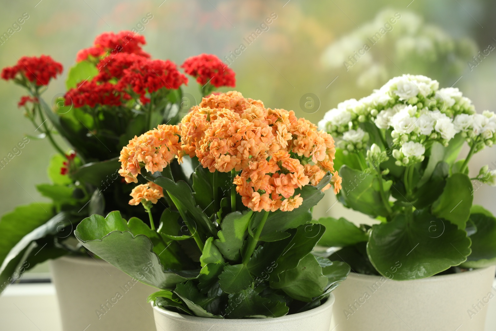 Photo of Different beautiful kalanchoe flowers in pots near window, closeup