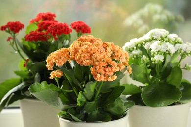 Different beautiful kalanchoe flowers in pots near window, closeup