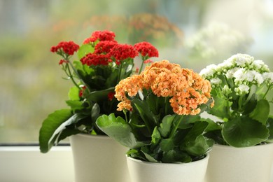 Photo of Different beautiful kalanchoe flowers in pots near window, closeup