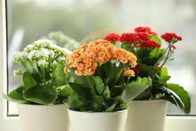 Photo of Different beautiful kalanchoe flowers in pots near window, closeup