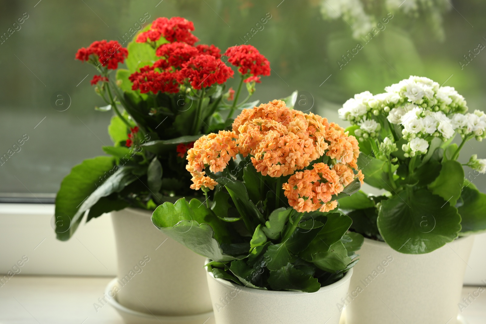 Photo of Different beautiful kalanchoe flowers in pots on windowsill