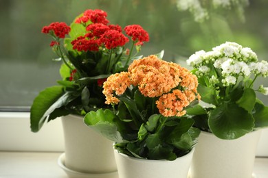 Photo of Different beautiful kalanchoe flowers in pots on windowsill