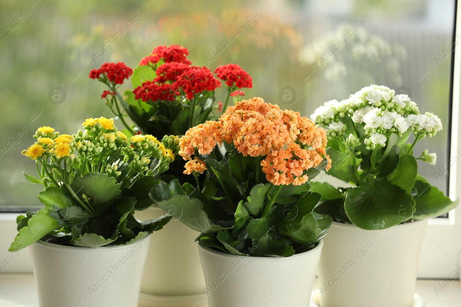 Photo of Different beautiful kalanchoe flowers in pots on windowsill