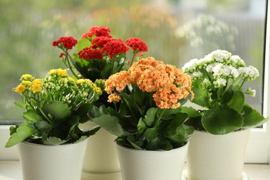 Photo of Different beautiful kalanchoe flowers in pots on windowsill