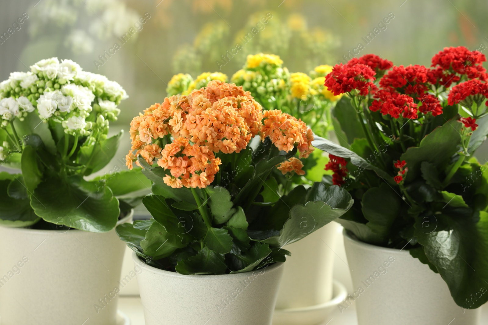 Photo of Different beautiful kalanchoe flowers in pots indoors, closeup