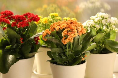 Photo of Different beautiful kalanchoe flowers in pots indoors, closeup