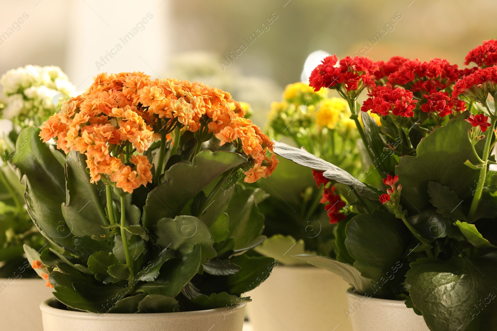 Photo of Different beautiful kalanchoe flowers in pots indoors, closeup