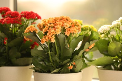 Photo of Different beautiful kalanchoe flowers in pots indoors, closeup