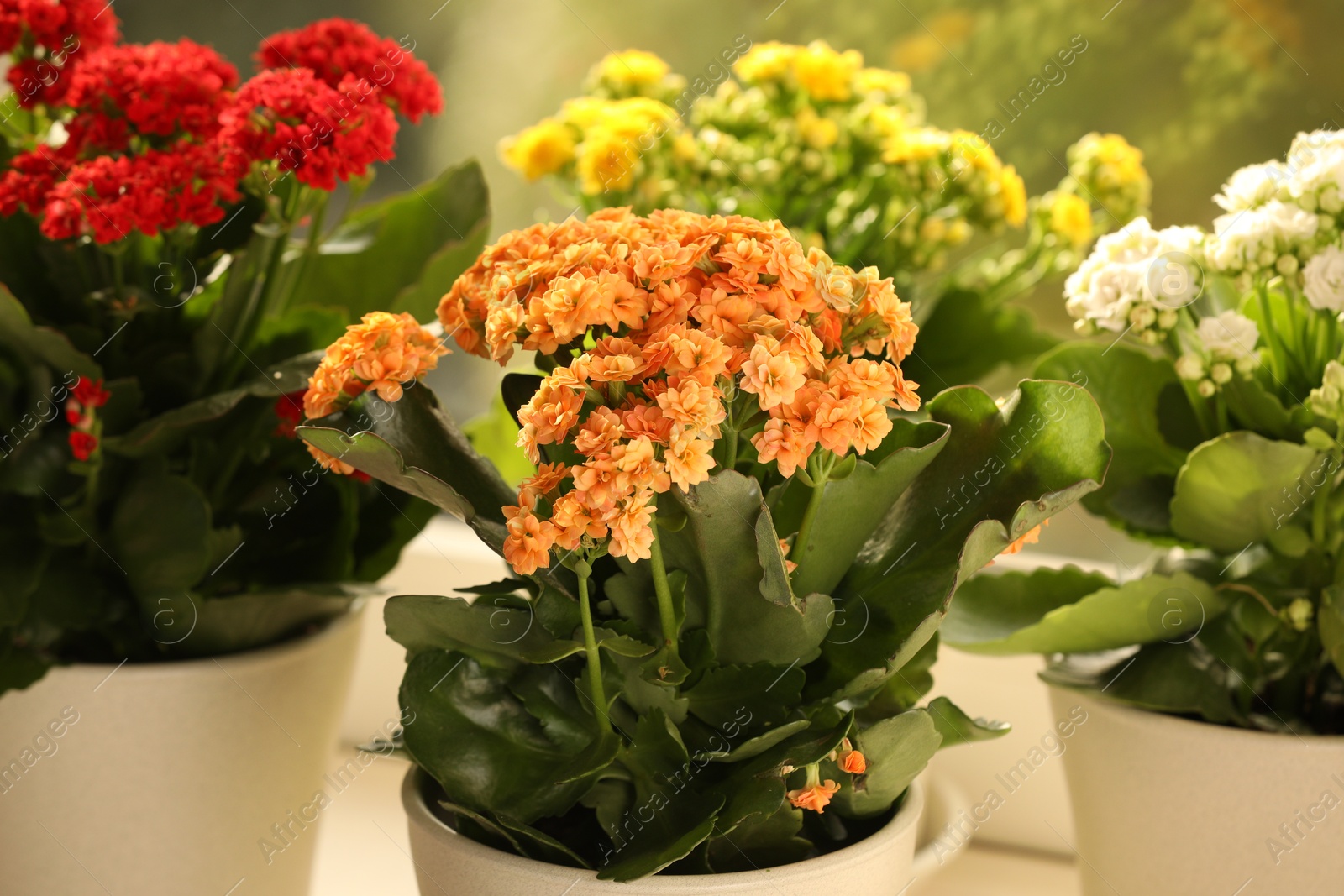 Photo of Different beautiful kalanchoe flowers in pots indoors, closeup