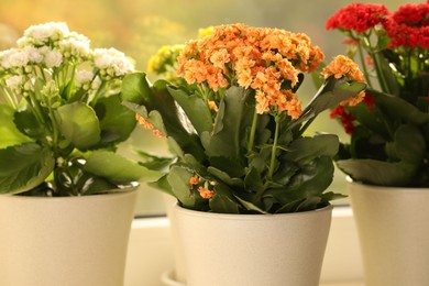 Photo of Different beautiful kalanchoe flowers in pots indoors, closeup