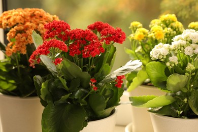 Photo of Different beautiful kalanchoe flowers in pots indoors, closeup