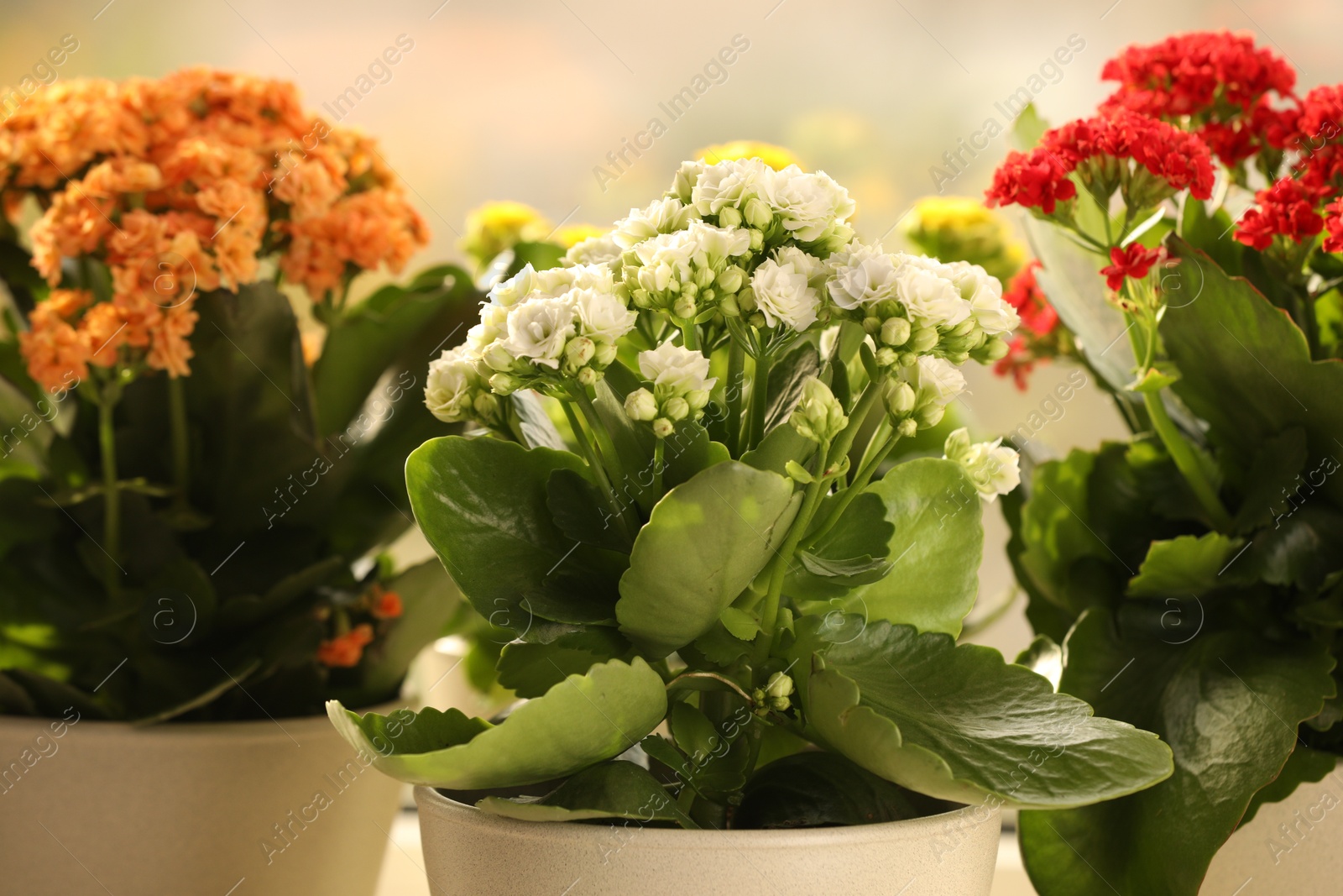 Photo of Different beautiful kalanchoe flowers in pots indoors, closeup