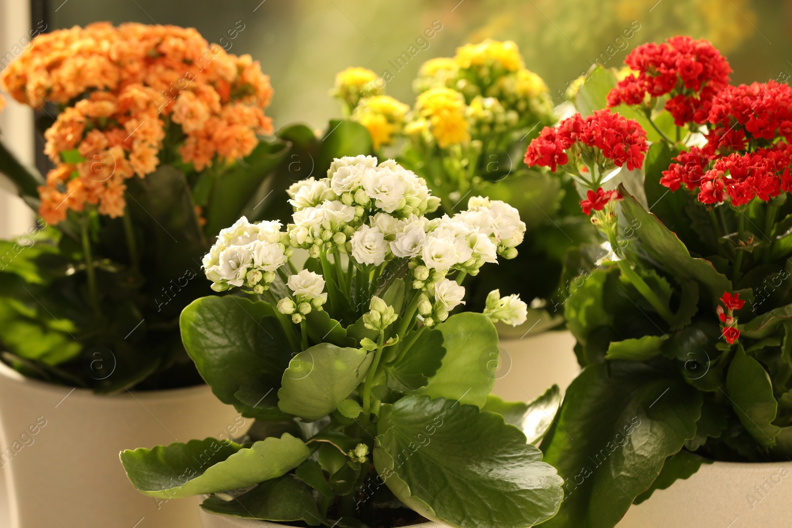 Photo of Different beautiful kalanchoe flowers in pots indoors, closeup