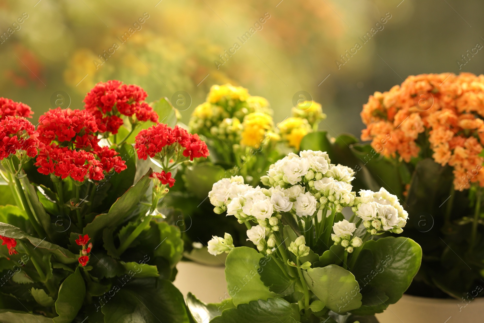 Photo of Different potted kalanchoe flowers indoors. Beautiful plants