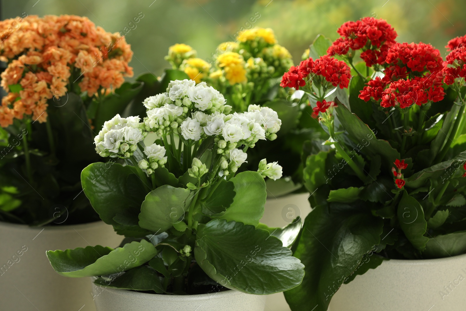 Photo of Different beautiful kalanchoe flowers in pots indoors, closeup