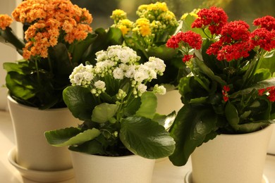 Photo of Different beautiful kalanchoe flowers in pots on table indoors