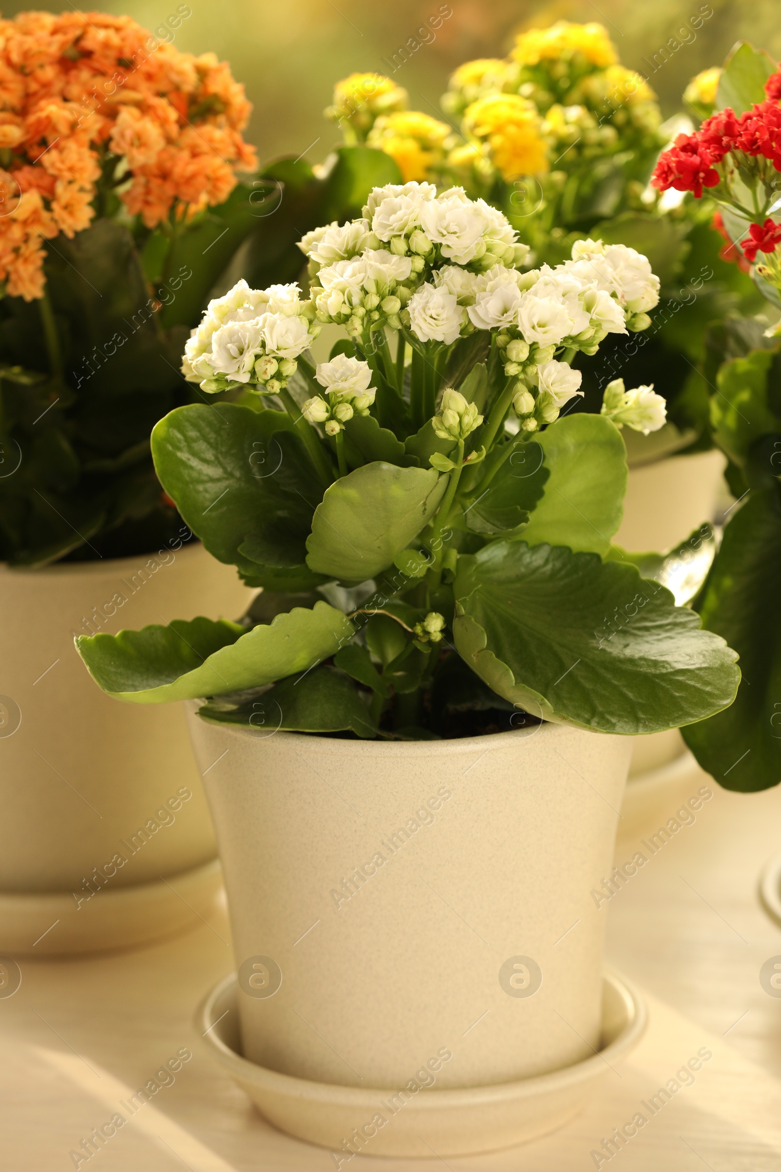 Photo of Different beautiful kalanchoe flowers in pots on windowsill