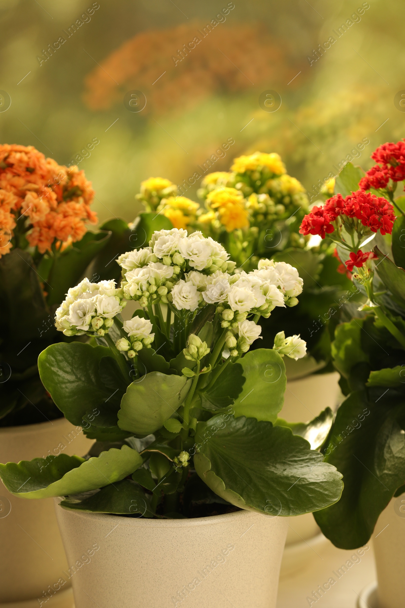 Photo of Different beautiful kalanchoe flowers in pots indoors, closeup