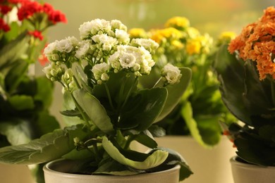 Photo of Different beautiful kalanchoe flowers in pots indoors, closeup