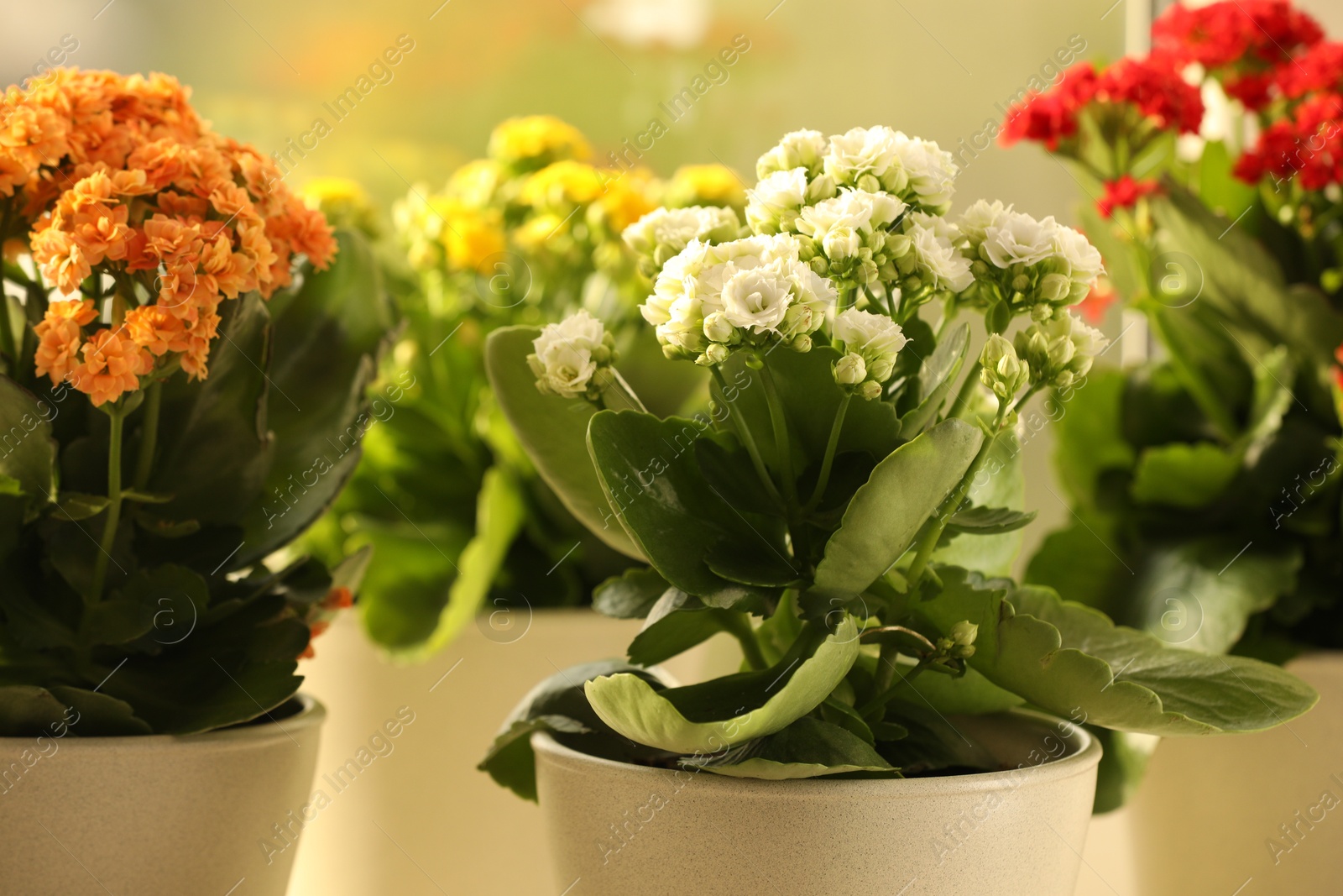 Photo of Different beautiful kalanchoe flowers in pots indoors, closeup