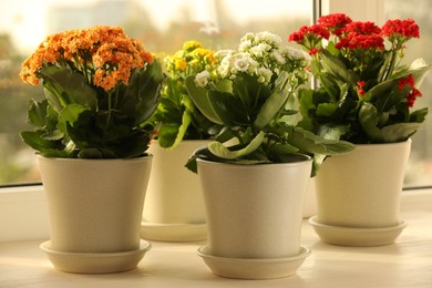 Photo of Different beautiful kalanchoe flowers in pots on windowsill