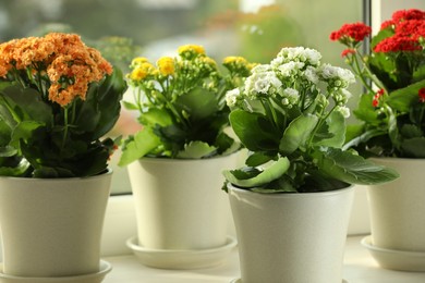 Photo of Different beautiful kalanchoe flowers in pots on windowsill