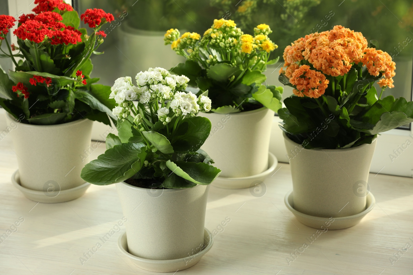 Photo of Different beautiful kalanchoe flowers in pots on windowsill