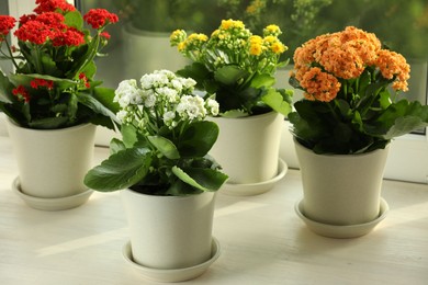 Photo of Different beautiful kalanchoe flowers in pots on windowsill