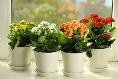 Photo of Different beautiful kalanchoe flowers in pots on windowsill