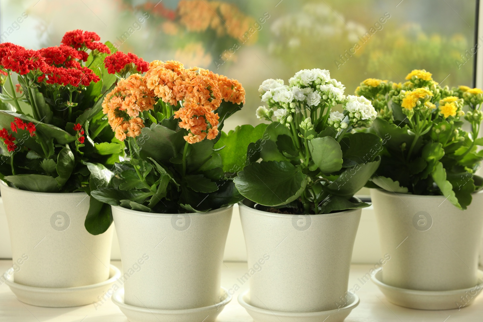 Photo of Different beautiful kalanchoe flowers in pots on windowsill