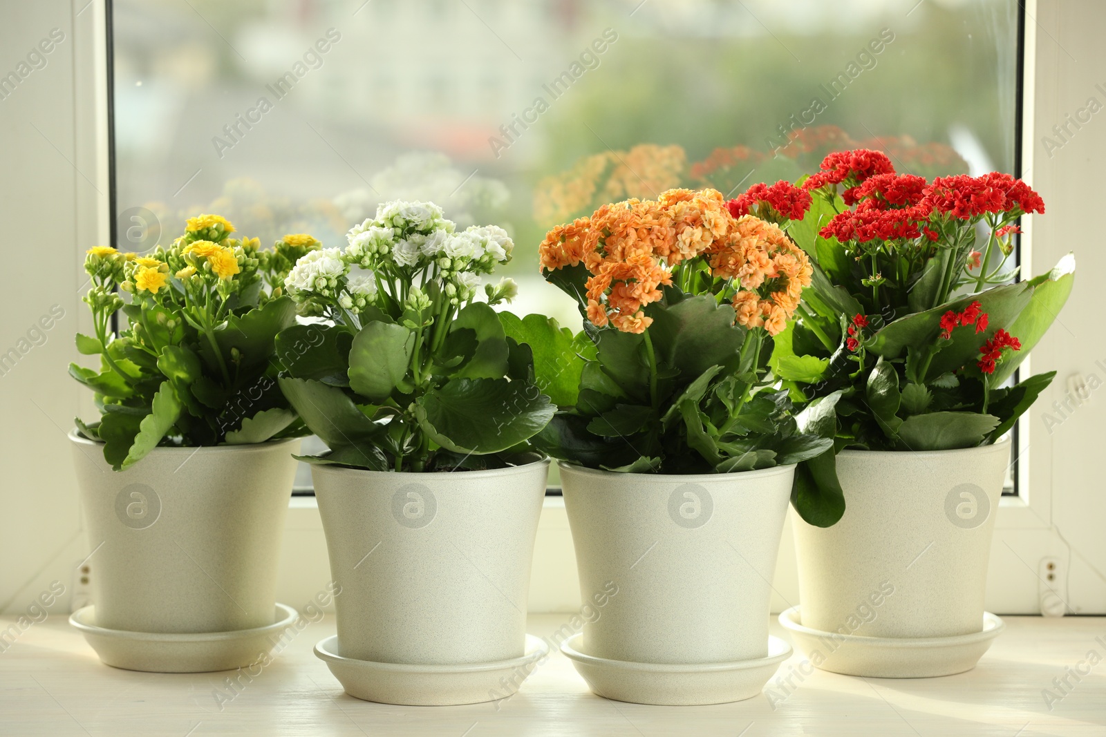 Photo of Different beautiful kalanchoe flowers in pots on windowsill