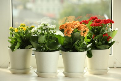 Different beautiful kalanchoe flowers in pots on windowsill