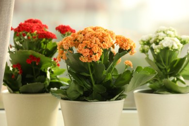 Photo of Different beautiful kalanchoe flowers in pots near window