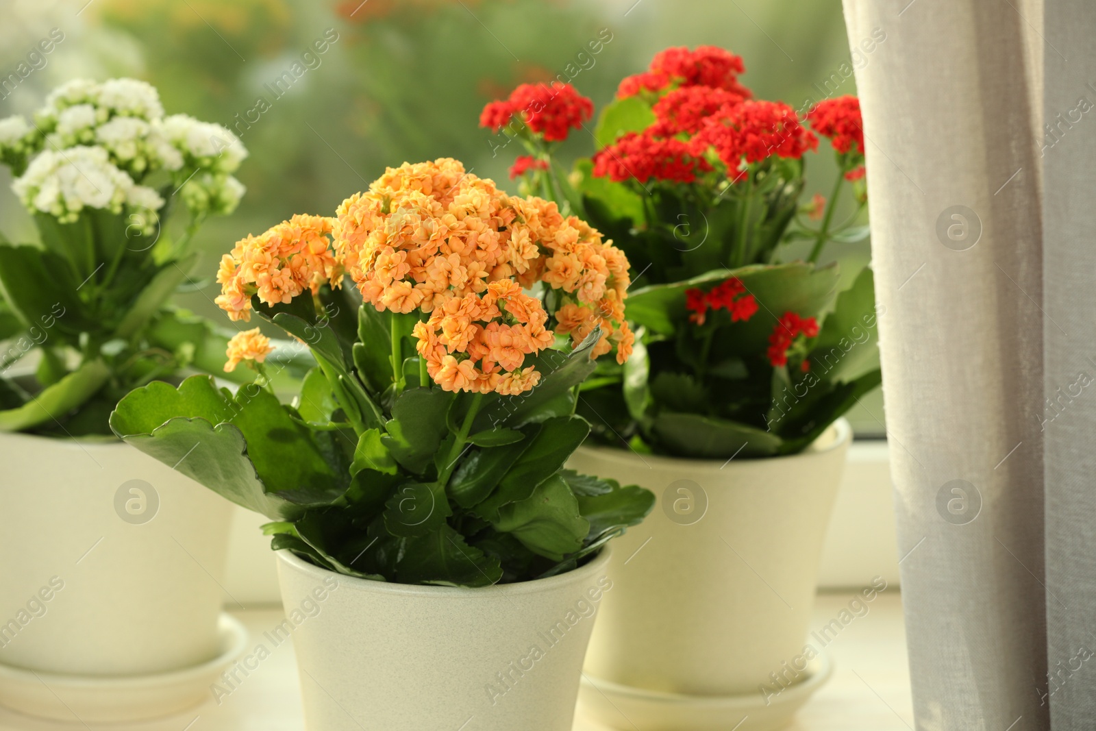 Photo of Different beautiful kalanchoe flowers in pots on windowsill