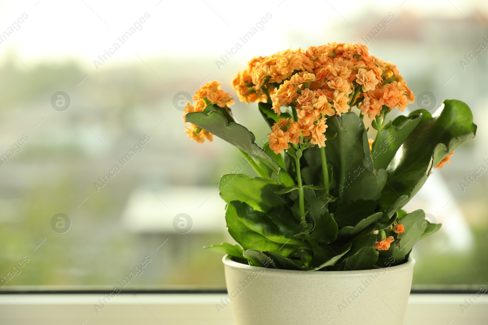 Photo of Beautiful kalanchoe flower in pot near window, closeup. Space for text