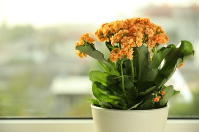 Photo of Beautiful kalanchoe flower in pot near window, closeup. Space for text