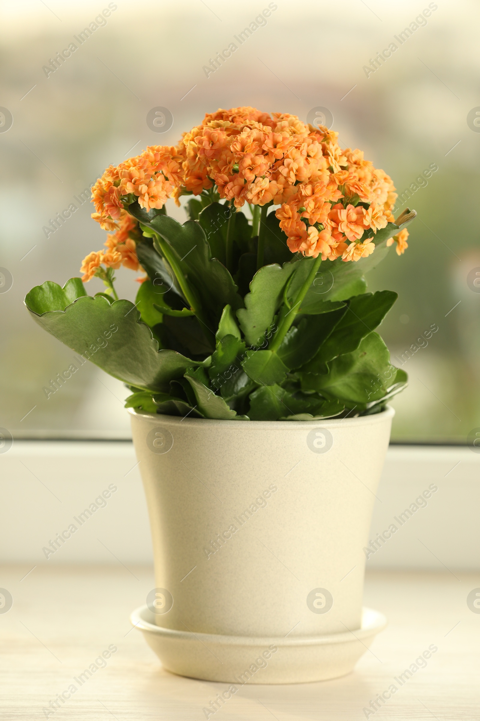 Photo of Beautiful kalanchoe flower in pot on windowsill