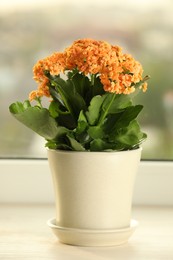 Beautiful kalanchoe flower in pot on windowsill