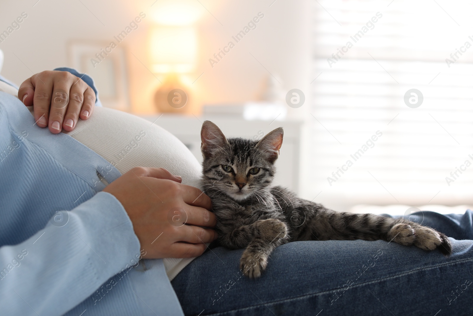 Photo of Pregnant woman with cute cat at home, closeup