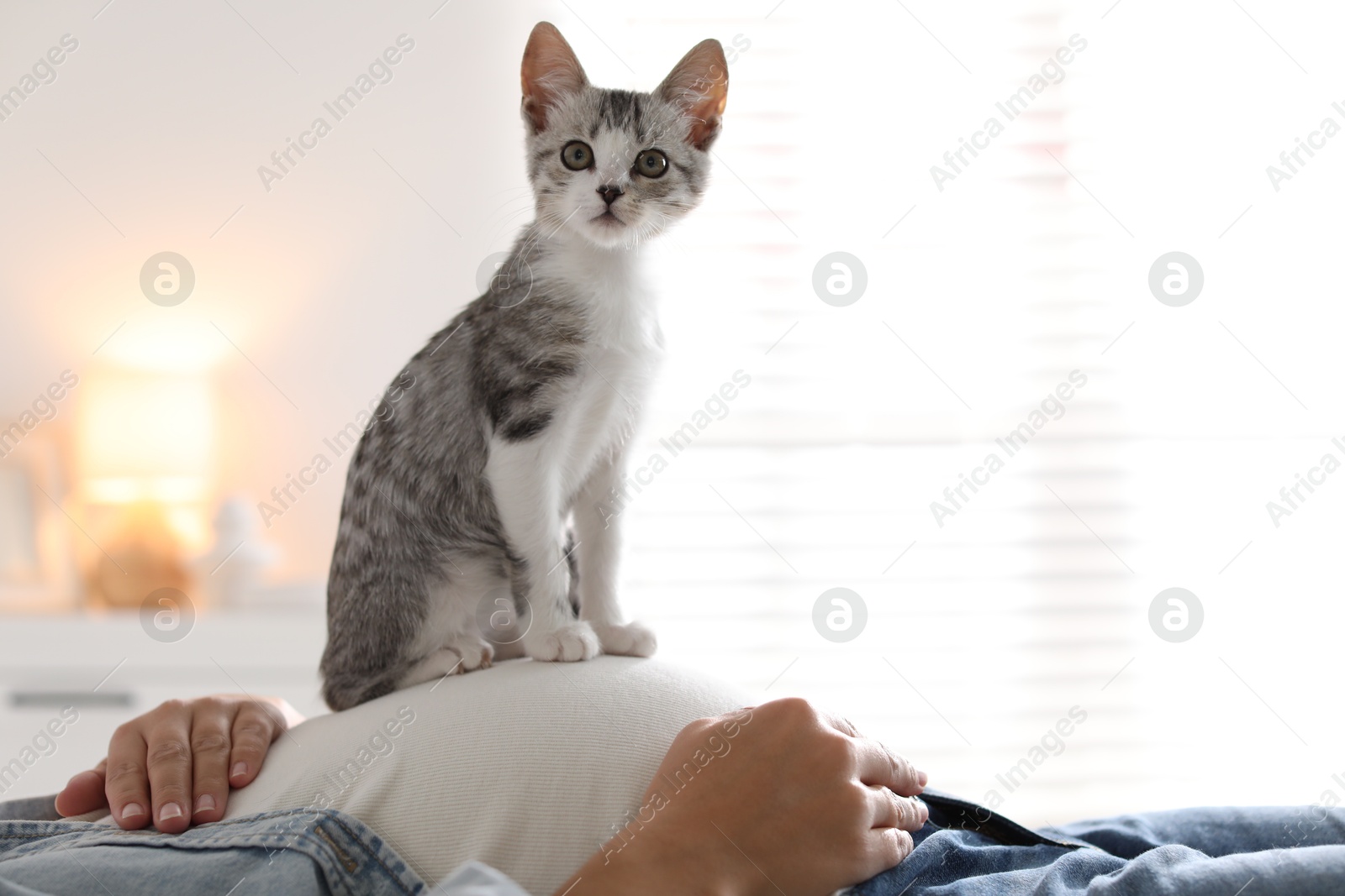 Photo of Pregnant woman with cute cat on her belly at home, closeup