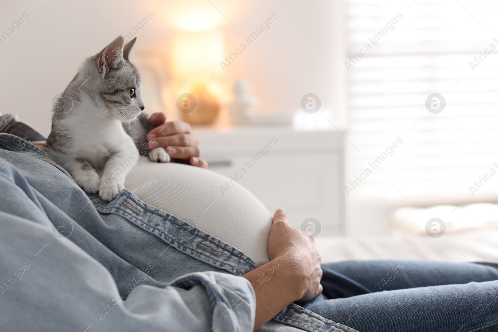 Photo of Pregnant woman with cute cat on her belly at home, closeup