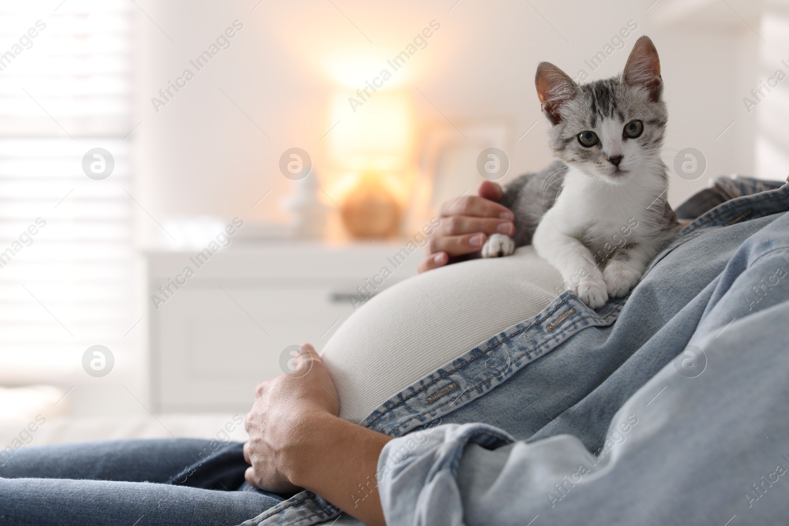 Photo of Pregnant woman with cute cat on her belly at home, closeup