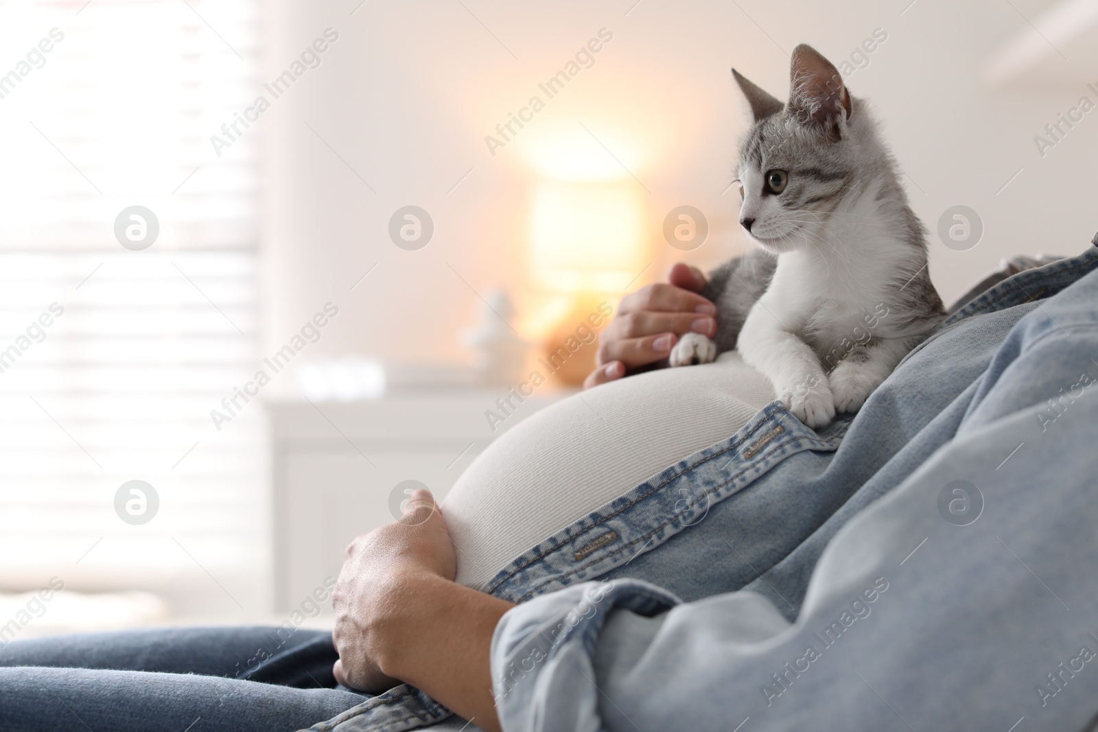 Photo of Pregnant woman with cute cat on her belly at home, closeup