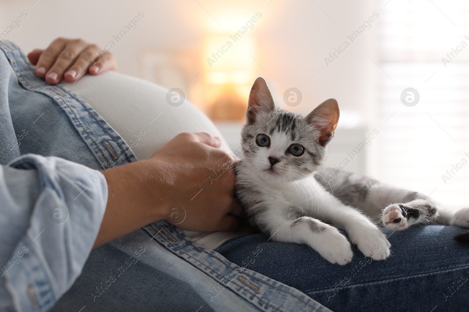 Photo of Pregnant woman with cute cat at home, closeup